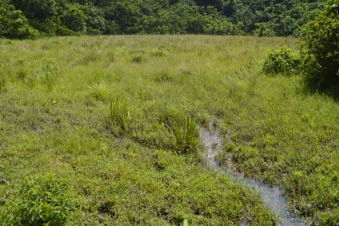 淡水濕地 Freshwater wetland