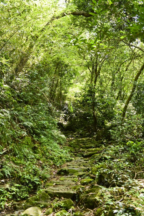 次生林 Secondary forest