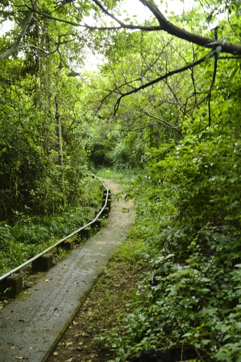 次生林 Secondary forest