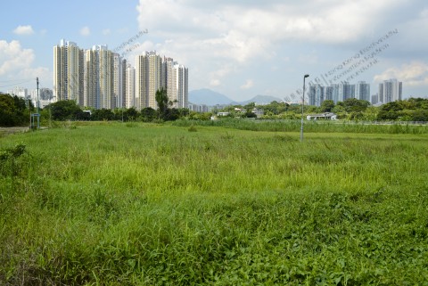 棄耕農田 Abandoned farmland