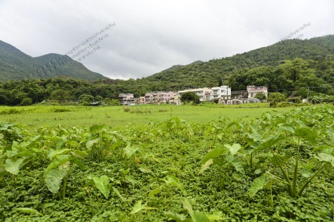 淡水濕地 Freshwater wetland