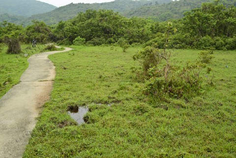 淡水濕地 Freshwater wetland