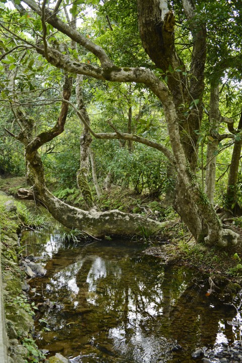 淡水河溪 Freshwater Stream