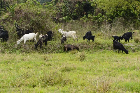 羊群 Goat herd