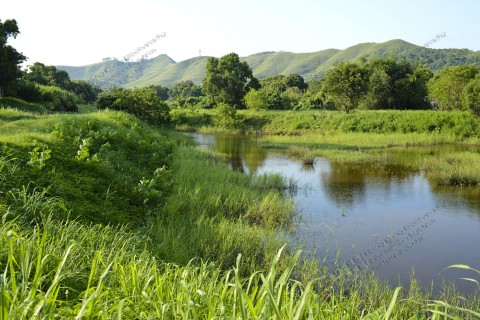 淡水濕地 Freshwater wetland