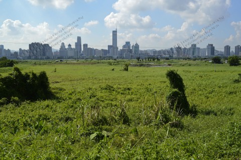 淡水濕地 Freshwater wetland