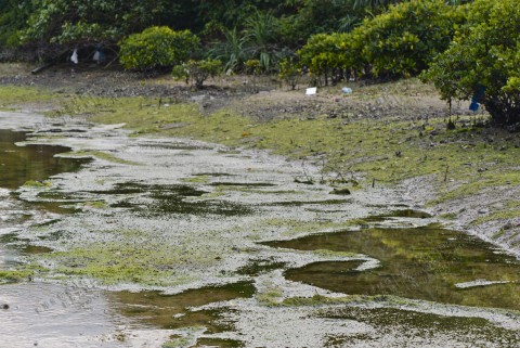 海草床 Seagrass bed