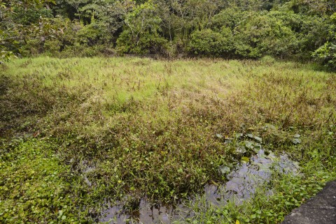 淡水濕地 Freshwater wetland