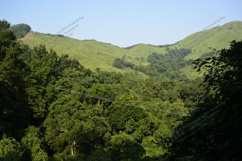 次生林 Secondary forest