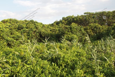 紅樹林 Mangrove