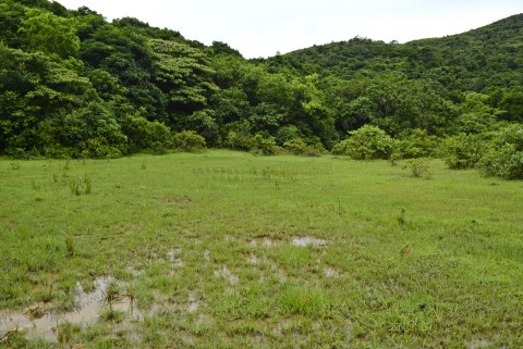 淡水濕地 Freshwater wetland