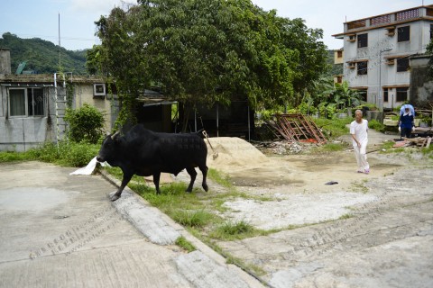 村內 Inside the village