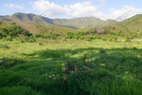 淡水濕地 Freshwater wetland