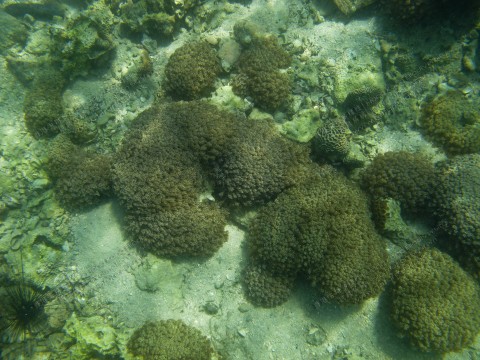珊瑚群落 Coral communities