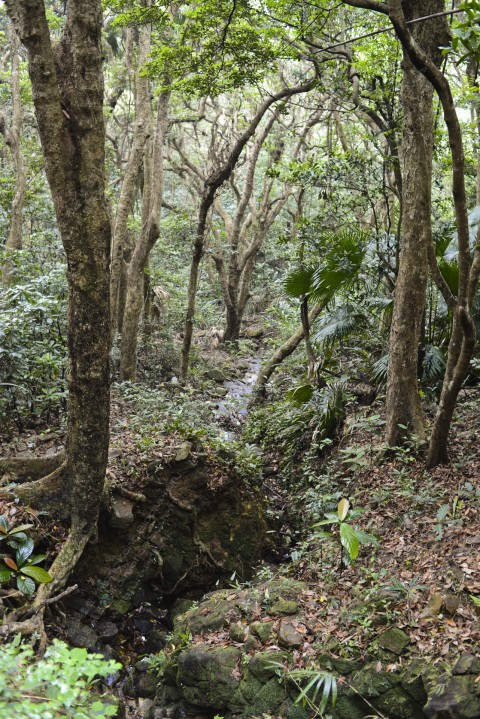 次生林 Secondary forest