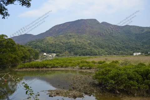 鹹淡水濕地 Brackish wetland