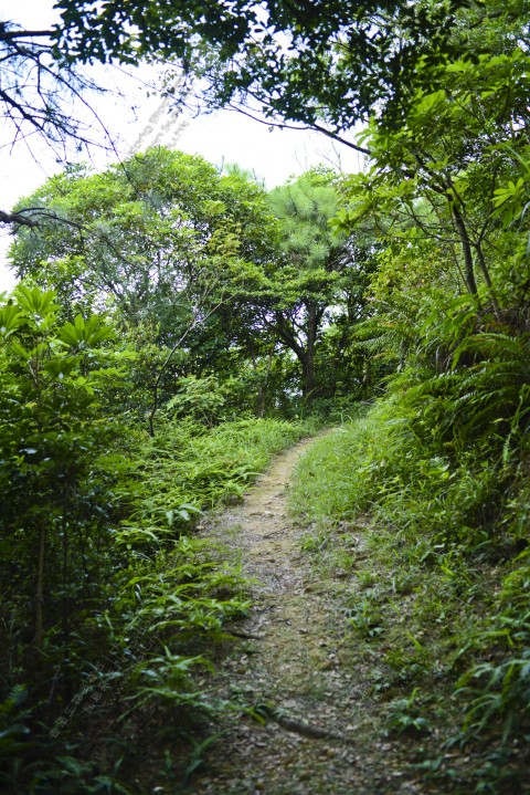 次生林 Secondary forest