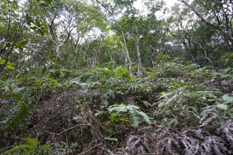 次生林 Secondary forest