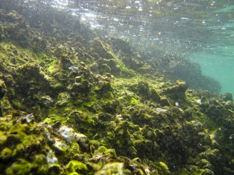 岩岸 Rocky shore