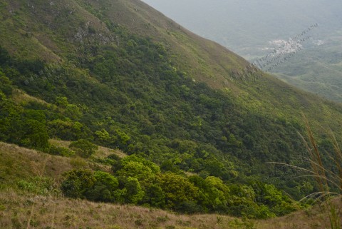 次生林 Secondary forest