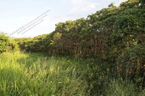 紅樹林 Mangrove