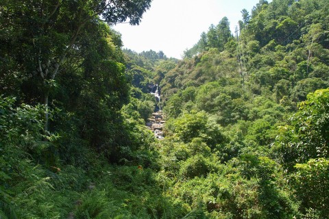 次生林 Secondary forest