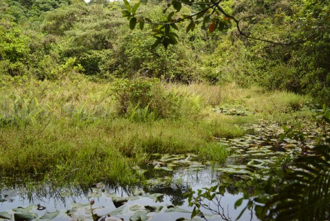 人工水池 Man-made pond