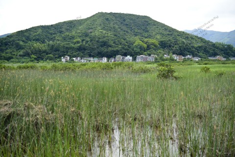 鹹淡水濕地 Brackish wetland