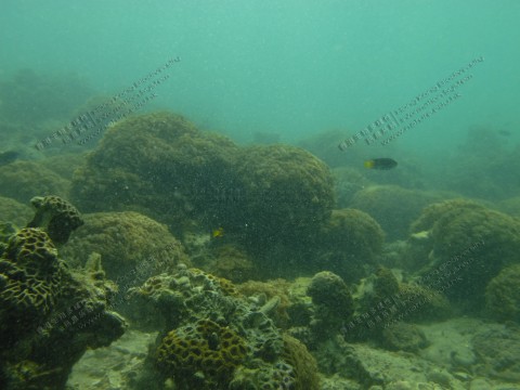 珊瑚群落 Coral communities