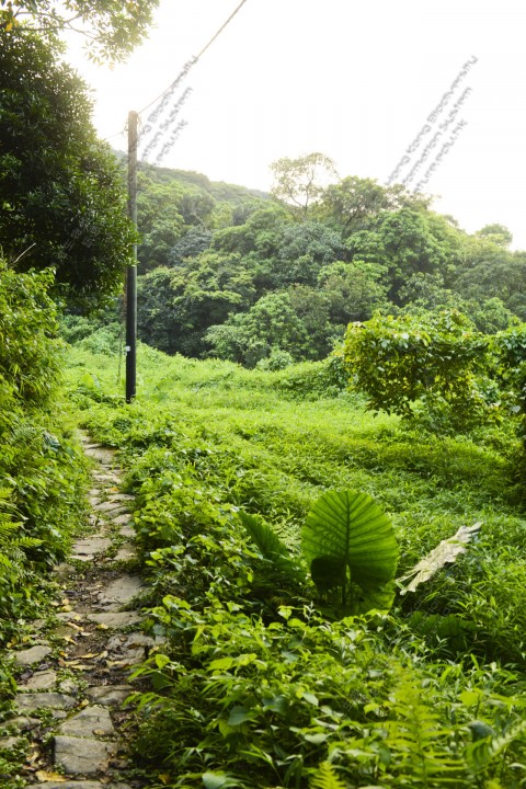 棄耕農田 Abandoned farmland