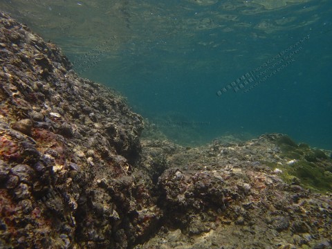 岩岸 Rocky shore