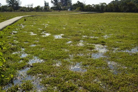 淡水濕地 Freshwater wetland