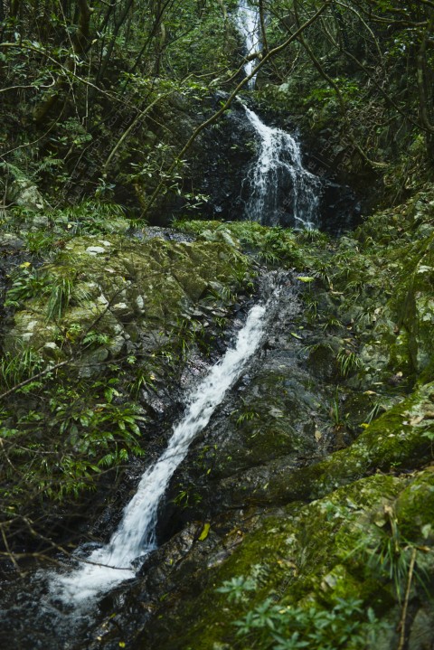 淡水溪流 Freshwater stream