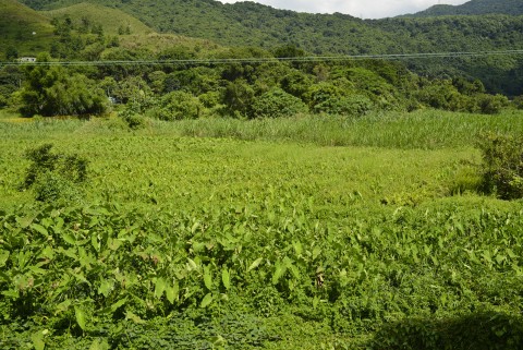 棄耕農田 Abandoned farmland