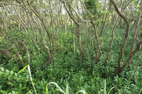 紅樹林 Mangrove