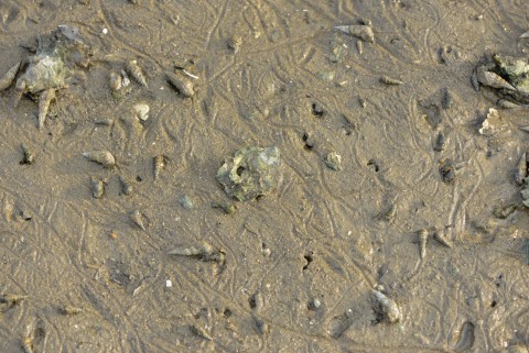 泥灘 Mudflat