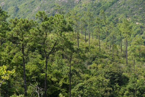 植林 Plantation