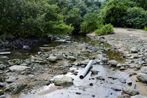 河口 Estuary