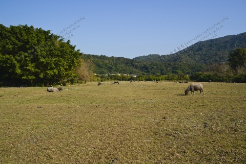 草地 Grassland