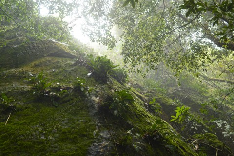 次生林 Secondary forest