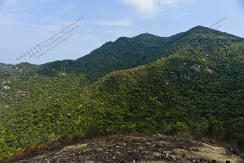 茂密樹林 Dense forests