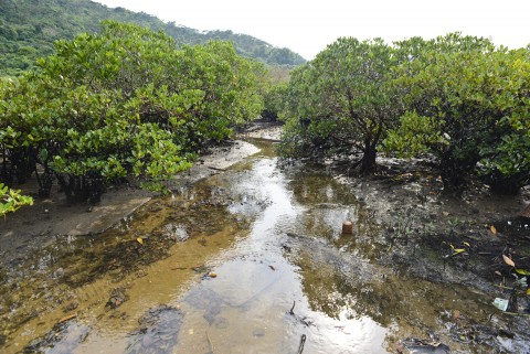 紅樹林 Mangrove