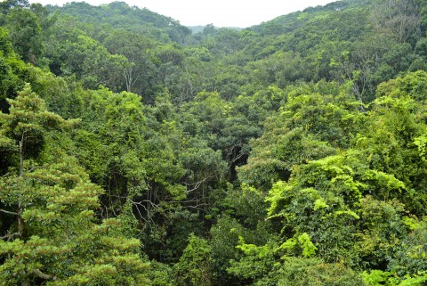 次生林 Secondary forest