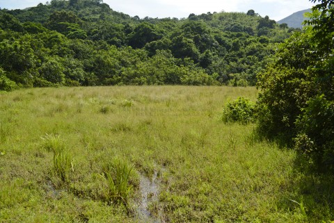 淡水濕地 Freshwater wetland