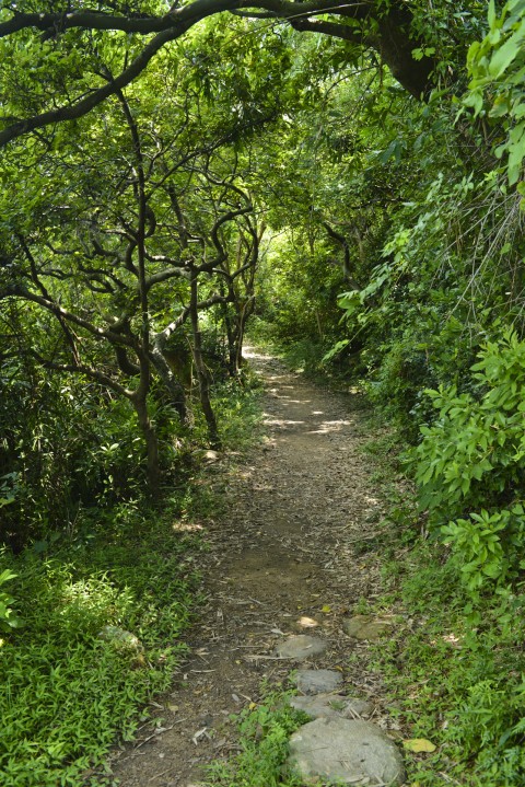 次生林 Secondary forest