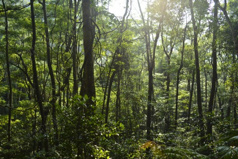 次生林 Secondary forest