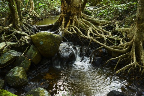 淡水河溪 reshwater Stream