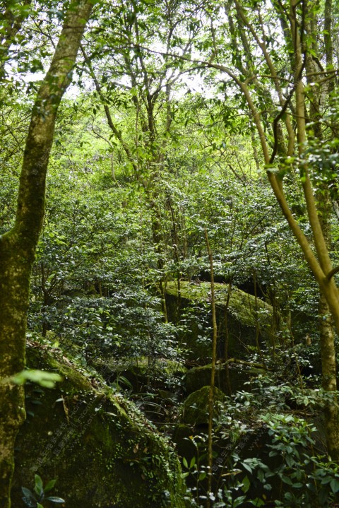 次生林 Secondary forest