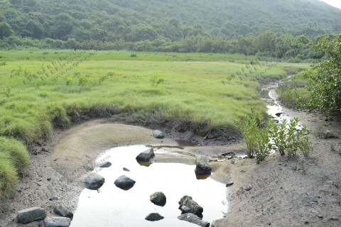 鹹淡水濕地 Brackish wetland 