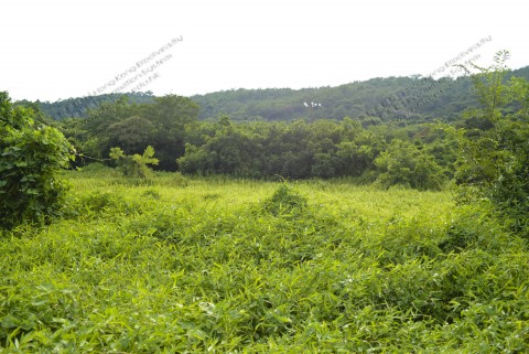 棄耕農田 Abandoned farmland